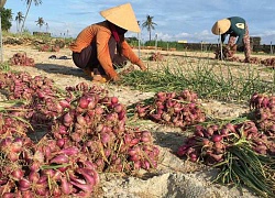 Quảng Ngãi: "Đau tím ruột" vì mất tiền tỷ vụ hành tím