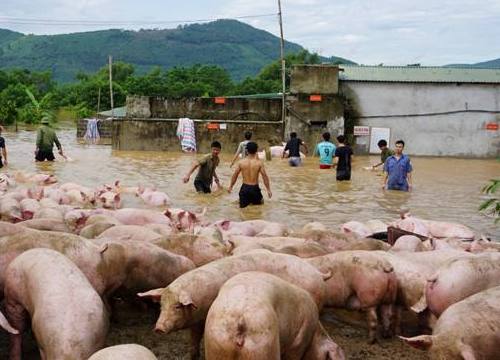 Thanh Hóa: Lũ lên nhanh, chủ trại cuống cuồng "sơ tán"1.000 con lợn