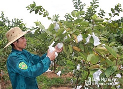 Anh nông dân "sáng chế" bả bắt sâu cho ổi, thu vườn quả trĩu trịt