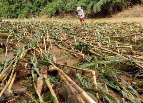 Bị lũ "đánh úp" nông dân Núa Ngam mất trắng hơn 80ha lúa, ngô