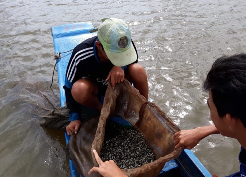 Đảm bảo môi trường sinh thái, cá linh chỉ được khai thác sau 31/8