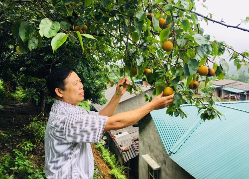 Được mùa, lão nông chỉ cách phân biệt lê bản địa khác với hàng nhập