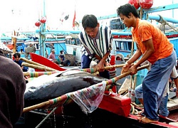 Kẹt đường sang Trung Quốc, thị trường gạo nếp "đóng băng"