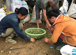 Nghệ An: Lạ, người dân đổ xô lên rừng hái quả bo bo, kiếm bộn tiền