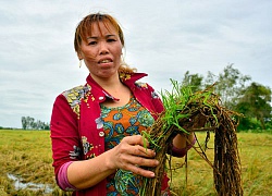 Nhà nông Kiên Giang khốn khổ vì lúa ngập úng mọc mầm, "cò" bẻ kèo