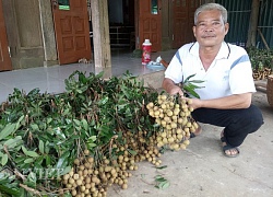 Những triệu phú nhãn ngọt như đường bên dòng sông Mã