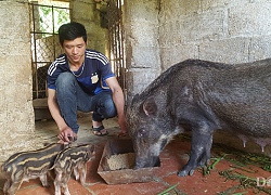 Nuôi loài lợn rừng ăn toàn cỏ, cây thuốc, 9x đút túi 15 triệu/tháng