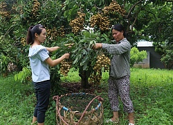 Sơn La quyết tâm xuất khẩu 5.000 tấn nhãn tươi sang Úc, Nhật Bản