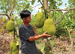 Thu hàng tỷ đồng nhờ trồng mít Thái da xanh xen cây chanh