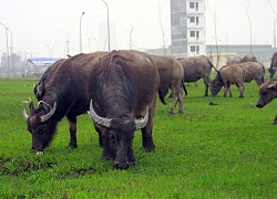 Thực hư thông tin trâu bò phải đóng "phí"... gặm cỏ ở Quảng Bình