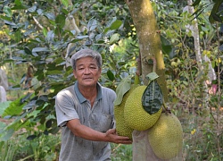 Trồng vườn mít Thái bao trái, U70 thu 2 tỷ đồng mỗi năm