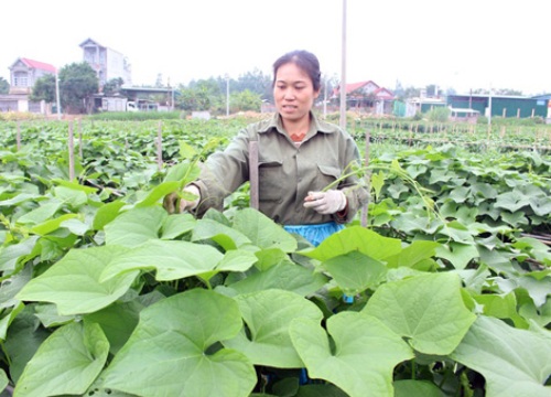 Bón phân Lâm Thao, cây su su nhiều ngọn, dễ bán