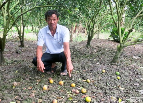 Hoang mang "không hề nhẹ" khi cam xoàn rụng trái hàng loạt, mất tiền tỷ