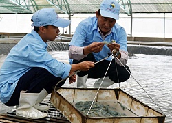 Nông nghiệp ĐBSCL đang trục trặc gì mà phải giải cứu bằng công nghệ cao?