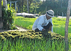 Rau Trà Quế nổi tiếng ngon ngọt nhờ bón loại phân bón đặc biệt này