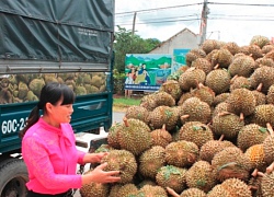 Sầu riêng lên &quot;cơn sốt&quot;, nông dân Khánh Sơn thắng lớn