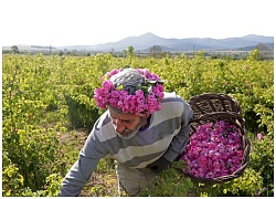 Thung lũng hoa hồng thơ mộng giữa núi đồi Bulgaria