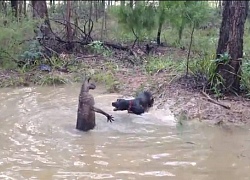 Video: Chó săn hùng hổ truy sát kangaroo, không ngờ bị đối thủ tung đòn hiểm