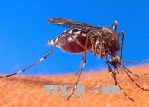 Virus Tây sông Nile bùng phát tại vùng Đông Bắc Italy và thủ đô Hy Lạp