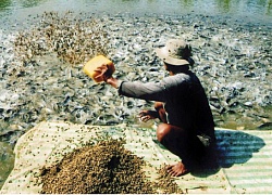 Xuất cá tra sang Trung Quốc: Đừng để tiểu ngạch "giết" chính ngạch