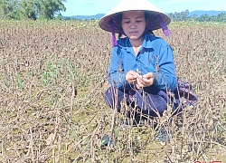 Hà Tĩnh: Mưa lũ &#8220;nuốt&#8221; trọn 125ha đậu xanh, nông dân mất tiền tỷ