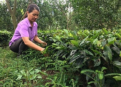 Làm giàu ở nông thôn: Trồng 1ha chè, lãi 100 triệu đồng/năm