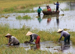 "Né" hạn, lũ cho vựa lúa ĐBSCL