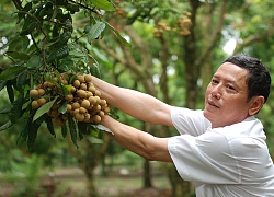 Nhãn VietGAP của Hưng Yên "bay" vào siêu thị