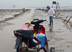 Vụ thu "tô" bãi triều Phú Hải: Đừng để..."con giun xéo mãi cũng oằn"