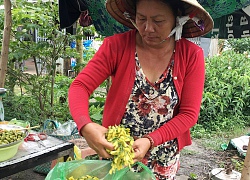 An Giang mùa nước nổi: Bông điên điển 40 ngàn/ký, khan hàng