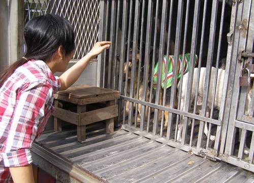 Chó nhà hàng xóm: Họa khó né