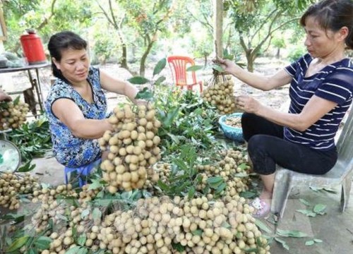 Giám đốc Sở NNPTNT Hưng Yên: Thông tin nhãn 3.000 đ/kg không đúng