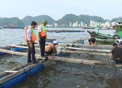 Hải Phòng: Đảm bảo an toàn cho gần 1.000 khách du lịch lưu trú