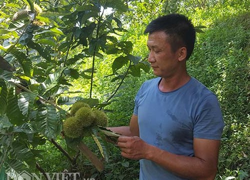 Lạ mà hay: Trồng cây ra quả toàn gai, lãi vài trăm triệu/năm