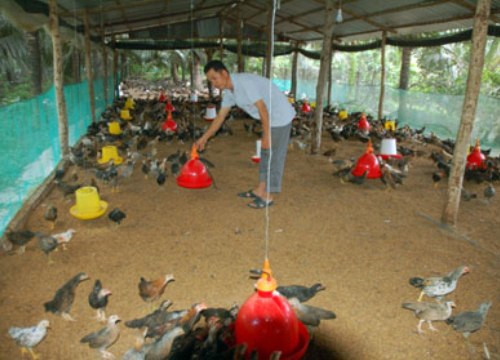 Nuôi loài gà bé bằng nắm tay, được con nào lái "khuân" đi con đó