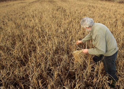 Sự trở lại của Monsanto và hiểm họa thuốc diệt cỏ tại Việt Nam