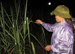 Thâu đêm săn &#8220;tôm bay&#8221;, giá 200.000 đồng/kg vẫn không có mà bán