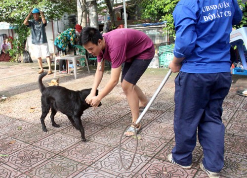 TP HCM: Sau 1 tháng tuyên truyền, quận 1 ra quân bắt chó thả rông