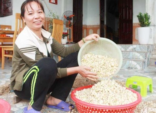 Vào mùa hành tăm, lá thông rụng bỗng đắt như "vàng"