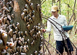 Vùng bãi bồi này la liệt các đặc sản biển, ngon khó cưỡng