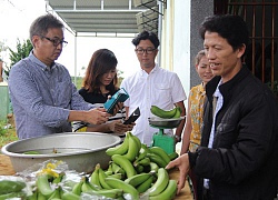 Bán chuối Laba sang Nhật Bản, người dân ở đây lãi tới 600 triệu/ha