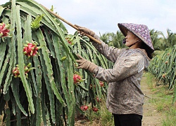 Cục Trồng trọt: Thu phí xuất khẩu thanh long ruột đỏ là đúng luật