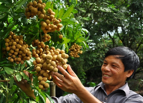 Gặp "sao Thần Nông" Phố Hiến giúp nhãn lồng bán chạy như tôm tươi