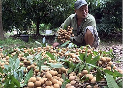 Giám đốc Sở NNPTNT Hưng Yên: Không có chuyện nhãn nhúng lưu huỳnh