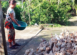 Hậu Giang: Vịt thịt tăng giá chóng mặt, lái vào tận chuồng bắt