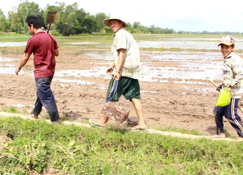 Kỳ thú về miền Tây mùa lũ, xem thợ săn chuột đồng "hốt bạc"