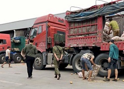 "Lật mặt" nông sản Trung Quốc nhái hàng Đà Lạt