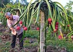 Muốn xuất khẩu thanh long ruột đỏ LĐ1, phải trả phí 100 đồng/kg