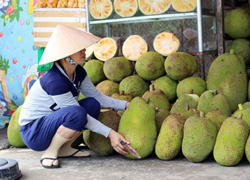 Nghe như chuyện ngược đời: Giá mít Thái tăng kỷ lục lại đâm lo