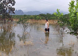 Nhà vườn Hòa Bình bất lực nhìn vườn cam tiền tỷ chết vì ngập